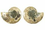 Cut & Polished, Agatized Ammonite Fossil - Madagascar #266742-1